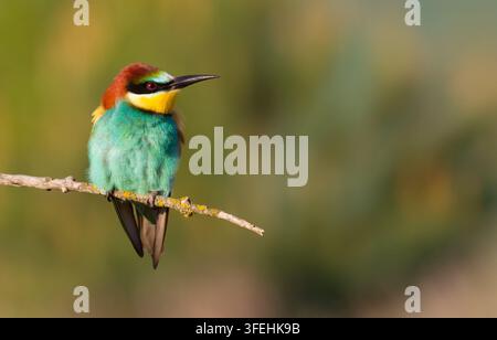 Сommon bee-eater, Merops apiaster. The bird sits on a beautiful branch and basks in the morning sun Stock Photo
