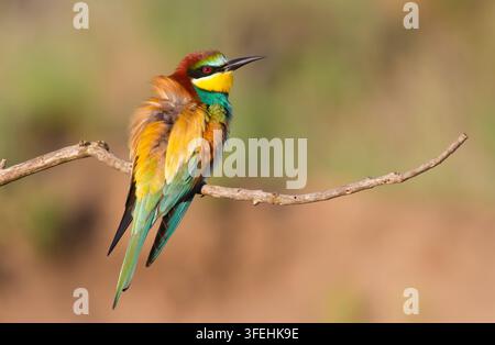 Сommon bee-eater, Merops apiaster. The bird sits on a beautiful branch and basks in the morning sun Stock Photo