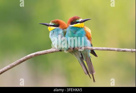 Сommon bee-eater, Merops apiaster. Two birds are sitting on a branch, cuddling their sides and looking in different directions Stock Photo