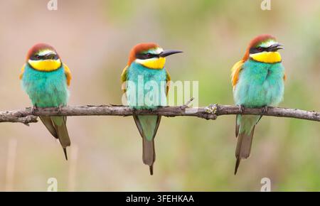 Сommon bee-eater, Merops apiaster. Three beautiful birds sit on a thin branch Stock Photo