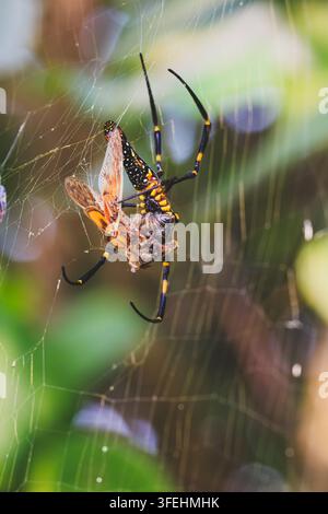 A giant golden silk orb-weaver spider (Nephila pilipes) wrapping caught insect prey in its web, captured for commercial nature stock photography Stock Photo