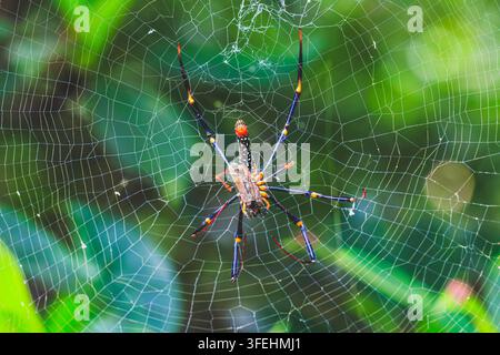 Symmetrical view of a giant golden silk orb-weaver spider resting at the center of its web for commercial stock projects Stock Photo
