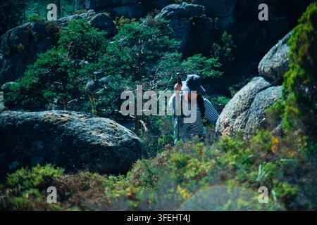 A medium shot of a male hiker wearing a bucket hat and striped long-sleeve shirt trekking up a steep, rocky mountain path. Large granite boulders and Stock Photo