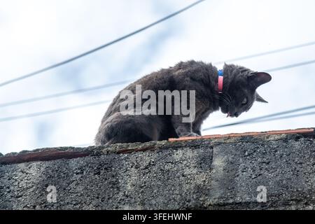 A watchful grey cat is perched on the edge of a textured concrete and brick wall, staring intently down at the camera. Captured from a low angle, the Stock Photo