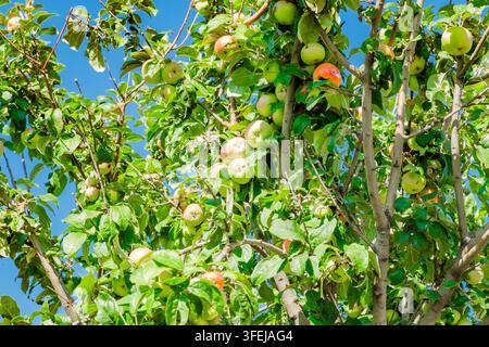 apples ripen on the branches of a tree among the leaves Stock Photo