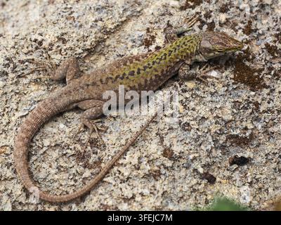 Little lizard with green back resting on a stone wall near Trapani, Sicily, Italy Stock Photo
