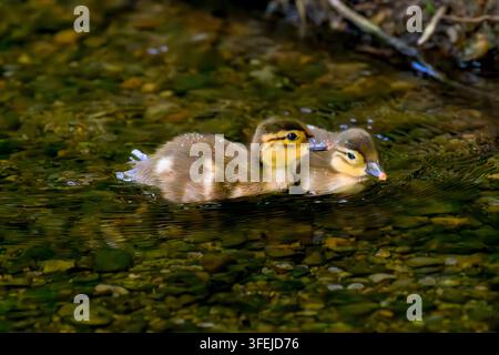 Two mandarin duck chicks are swimming side by side in a shallow, clear stream. The chicks have a distinctive dark stripe running from their eyes to th Stock Photo