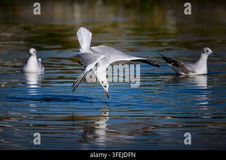 A black-headed gull in a nosedive hits the water's surface, just before diving in. In the background, two more black-headed gulls are drifting calmly Stock Photo