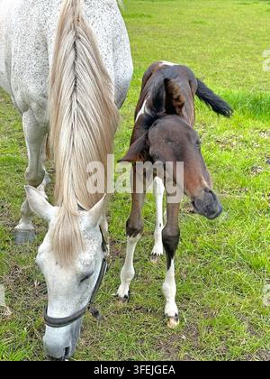 Mare and foal grazing together in a green Cheshire field during summer, creating an idyllic rural English countryside scene Stock Photo