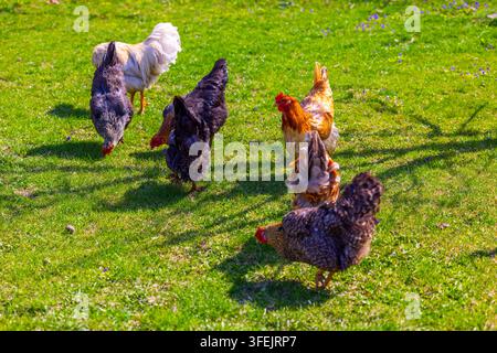A small flock of free-range grass-fed chickens, showcasing various colors, forages on a vibrant green lawn under bright sunlight. The scene captures a peaceful rural atmosphere with wildflowers and dappled shadows. Stock Photo