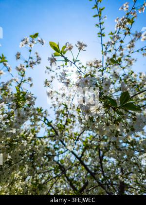 Close-up view of flowering cherry tree branches with delicate white blossoms against a bright blue sky. Sunlight filters through the branches, enhancing the ethereal quality of the scene. Stock Photo