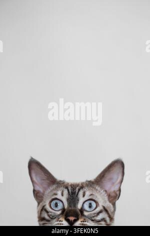 A Bengal cat peeks curiously over the edge Stock Photo