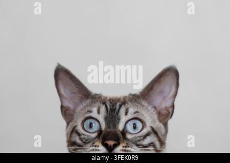 A Bengal cat peeks curiously over the edge Stock Photo