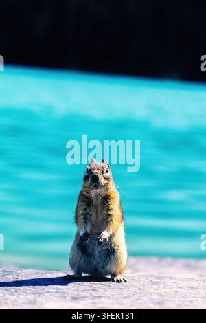 Cute Golden mantled ground squirrel standing on a rock and looking Stock Photo