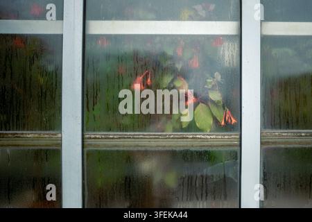 Blooming fuchsia appears behind condensation-covered glass in tropical greenhouse viewed outside Stock Photo