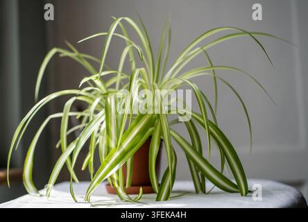 Spider plant with arching striped leaves growing in a brown pot on a sunlit table indoors. Stock Photo