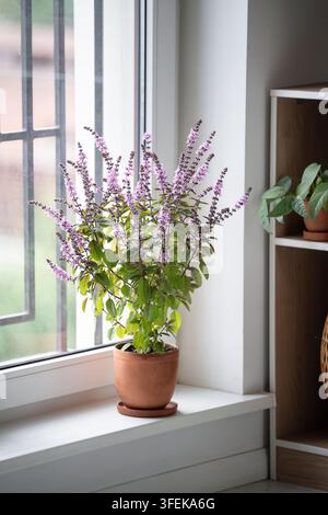 Flowering Thai basil grows in terracotta pot on sunny windowsill beside indoor plant shelf. Stock Photo