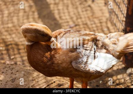 Profile View of a Brown Duck Standing Outdoors. An expressive shot of a single duck with bright orange webbed feet and a prominent yellow bill. Stock Photo