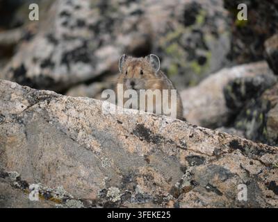 American pika (Ochotona princeps) looking forward from rocky talus on Mount Audubon Trail, Colorado Rocky Mountains, in early September. Stock Photo