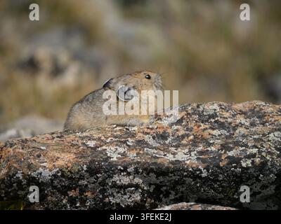 American pika (Ochotona princeps) looking up while resting on a lichen-covered rock in alpine tundra, Colorado Rocky Mountains, in early September. Stock Photo