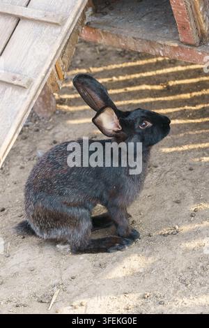 Young black domestic rabbit sitting near a wooden rabbit house in a rustic outdoor enclosure. Suitable for farming, pet and livestock concepts. Stock Photo