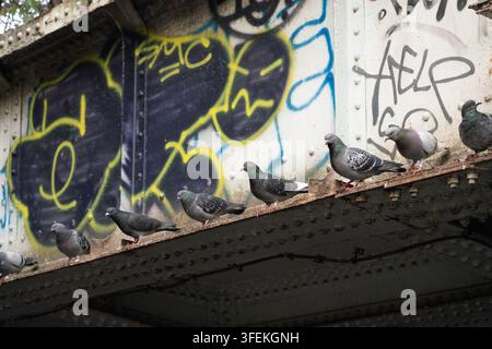 Pigeons rest on a graffiti-covered iron girder of London's Camden railway bridge over Regent's Canal, pausing above the towpath. Stock Photo