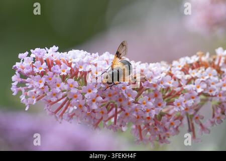 Pellucid hoverfly (Volucella pellucens) feeding on Butterfly bush (Buddleja davidii) flower spike, close-up macro view Stock Photo