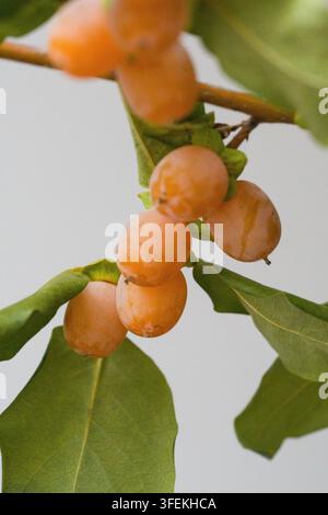 Close-up of branch with small persimmon fruits the size of hazelnuts. Amber-orange ripe berries with green leaves, isolated on white background, brigh Stock Photo