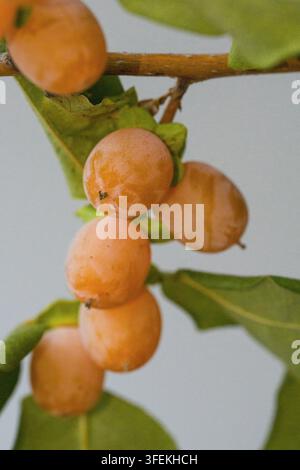 Close-up of branch with small persimmon fruits the size of hazelnuts. Amber-orange ripe berries with green leaves, isolated on white background, brigh Stock Photo