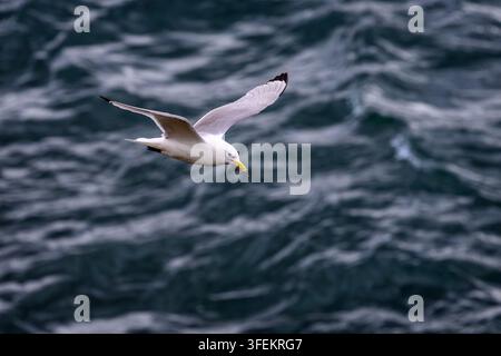 Black-legged kittiwake - Rissa tridactyla Stock Photo