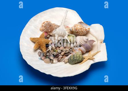 Shell beach tropical scene. Summer marine shell background. Minimal isolated shell composition. Decorative texture shell concept. Stock Photo