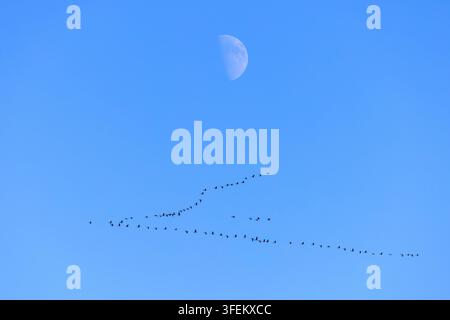 Flock of migrating geese flying in V-formation in front of the moon against blue sky during migration in winter Stock Photo