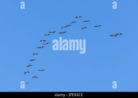 Mixed group of migrating greater white-fronted geese and taiga bean geese flying in V-formation against blue sky during migration in winter Stock Photo