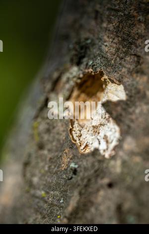 This macro shot reveals an area on a tree trunk where the outer bark has weathered away, exposing the decaying, light-colored inner wood beneath to th Stock Photo