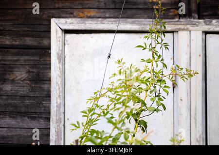 Green climbing plant growing against an old weathered wooden wall a distressed white door frame and dark horizontal planks creating a rustic rural aes Stock Photo