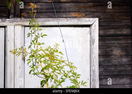 Wooden wall background detail with green plant hanging by wires in front of weathered white paneling texture Stock Photo