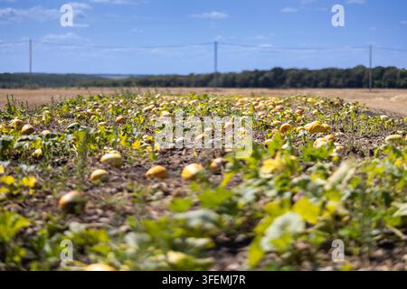 Ripe pumpkins growing in farm field Stock Photo