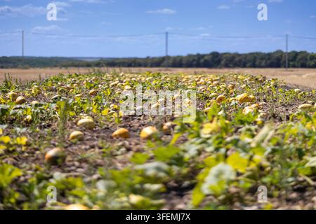 Ripe pumpkins on field Stock Photo