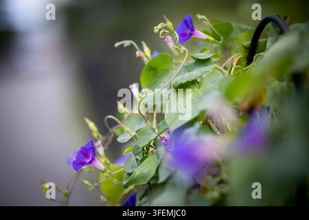 Vibrant morning glory flowers bloom in vivid purple tones amidst lush green foliage on a delicate climbing vine creating a beautiful natural display w Stock Photo