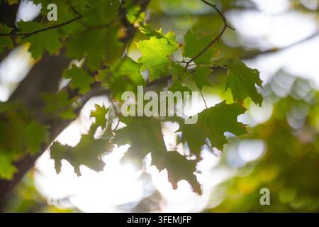 Vibrant green maple leaves illuminated by bright sunlight filtering through the dense canopy during daytime Stock Photo