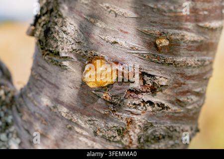 Golden amber resin oozing from a wound in rough cherry tree bark, a natural self-healing response captured in macro detail. Stock Photo