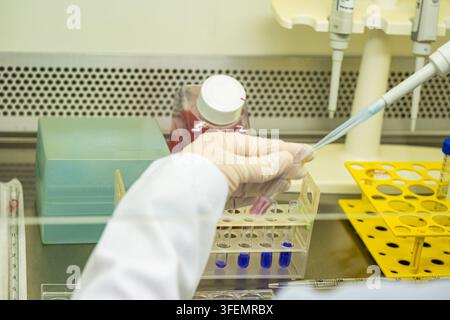 A scientist wearing protective gloves uses a micropipette to handle liquid samples in test tubes within a biosafety cabinet. The clean laboratory work Stock Photo