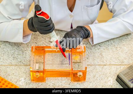 Midsection view of a laboratory scientist wearing a white coat and black nitrile gloves carefully using an automatic micropipette to load liquid sampl Stock Photo
