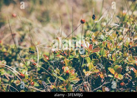 Ladybugs are crawling on green plants with some red leaves and dry grass in an outdoor summer environment Stock Photo