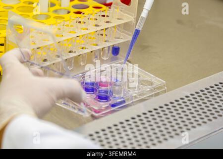 Gloved scientist handling a micropipette to transfer blue chemical reagent into a transparent multi-well microplate. Clear test tubes in a rack and st Stock Photo
