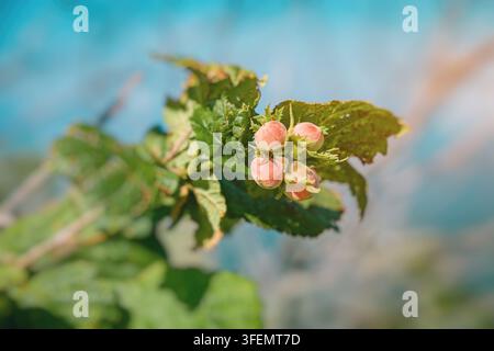 Hazelnuts growing in a cluster on a branch with fresh green leaves, captured close up in soft natural light. Garden and agriculture concept Stock Photo