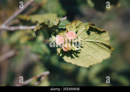 Hazelnuts growing in a cluster on a branch with fresh green leaves, captured close up in soft natural light. Garden and agriculture concept Stock Photo