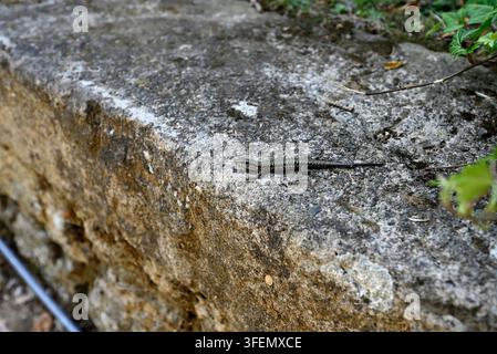 Common wall lizard on granite wall. Podarcis muralis looking at camera sitting on wall. Stazzema, Tuscany, Italy. Stock Photo