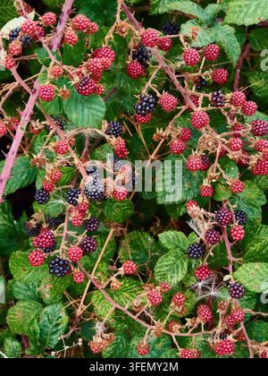 Ripe and Unripe Blackberries on Wild Bramble Bush With Leaves and Spiderweb Details Stock Photo