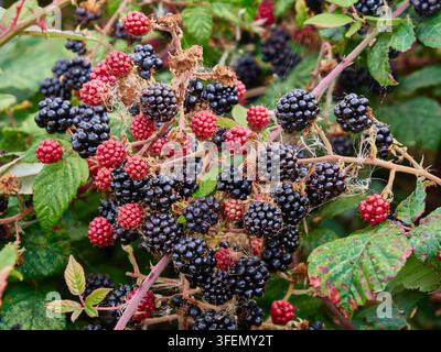 Ripe and Unripe Blackberries on Wild Bramble Bush With Leaves and Spiderweb Details Stock Photo